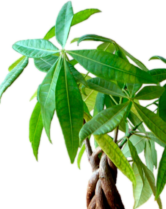 pachira-hojas-comprar-plantas