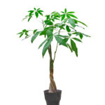 Pachira Aquatica - Comprar plantas de interior