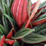 Compra la Peperomia Rosso detalle - Planta de Interior