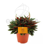 Compra la Peperomia Rosso - Planta de Interior