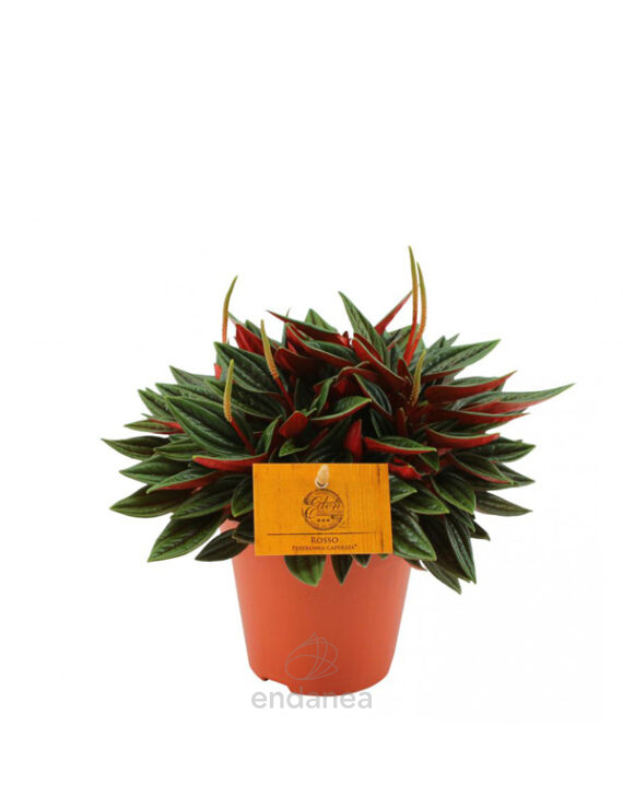Compra la Peperomia Rosso - Planta de Interior