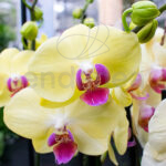 Orquídea Phalaepnosis - Planta con Flor Amarilla