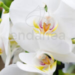 Orquídea Phalaepnosis - Planta con Flor Blanca