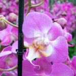 Orquídea Phalaepnosis - Planta con Flor Fucsia