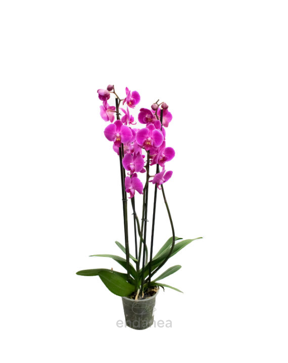 Orquídea Phalaepnosis - Planta de Interior