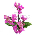 Orquídea Phalaepnosis - Planta de Interior