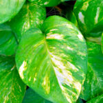 Compra el Pothos Epipremnum Aureum Hojas