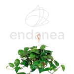 Compra el Pothos Epipremnum Aureum - Planta de Interior