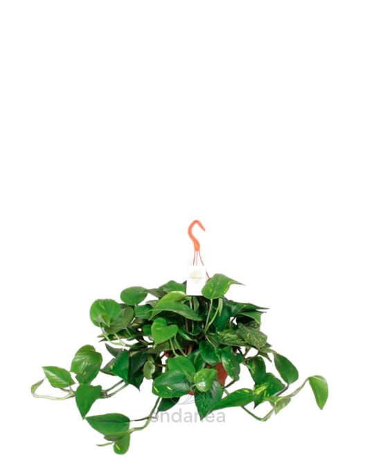 photos-epipremnum-aureum-planta-de-interior