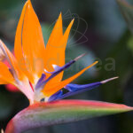 Strelitzia Planta de Interior/Exterior