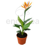 Strelitzia Planta de Interior/Exterior