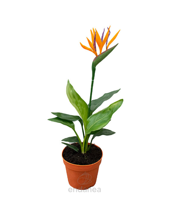 Strelitzia Planta de Interior/Exterior