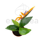 Strelitzia Planta de Interior/Exterior