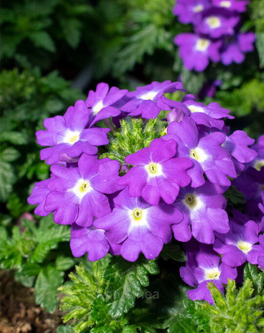 verbena-km0-planta-de-exterior-morado