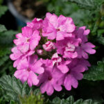 Verbena Km0 Planta de Exterior Rosa