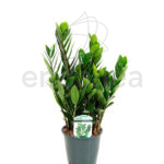 Zamioculca Planta de Interior Verde
