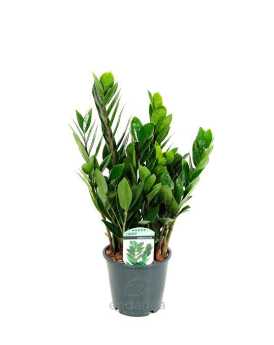 zamioculca-planta-de-interior