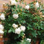 Rosal Claire Austin David Austin