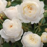 Rosal Claire Austin David Austin