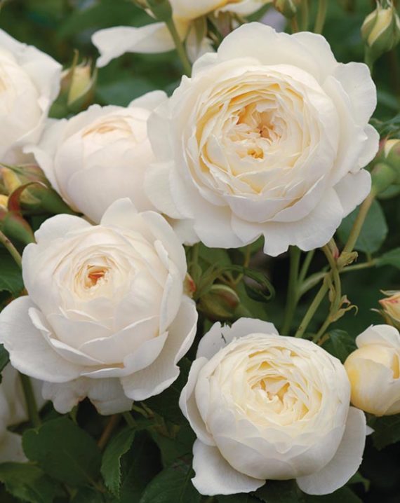 Rosal Claire Austin David Austin