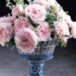 Rosal Eglantyne David Austin