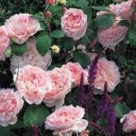 Rosal Eglantyne David Austin