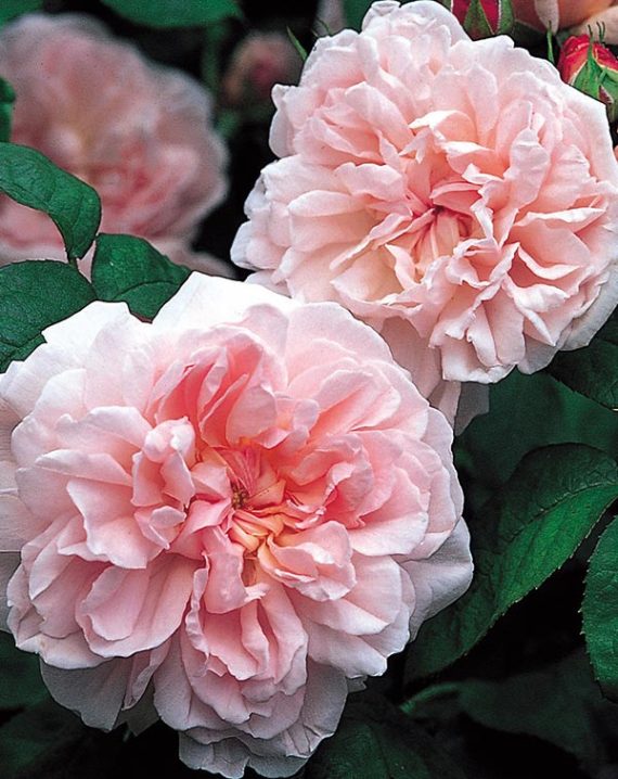 Rosal Eglantyne David Austin