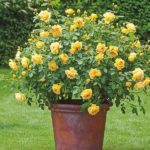 Rosal Golden Celebration David Austin
