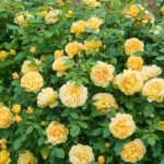 Rosal Golden Celebration David Austin