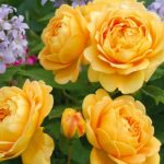 Rosal Golden Celebration David Austin