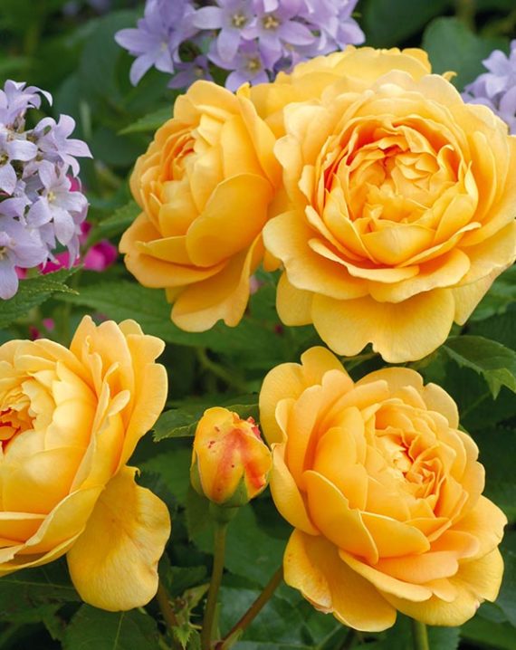 Rosal Golden Celebration David Austin