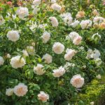 Rosal Lichfield Angel David Austin
