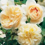Rosal Lichfield Angel David Austin