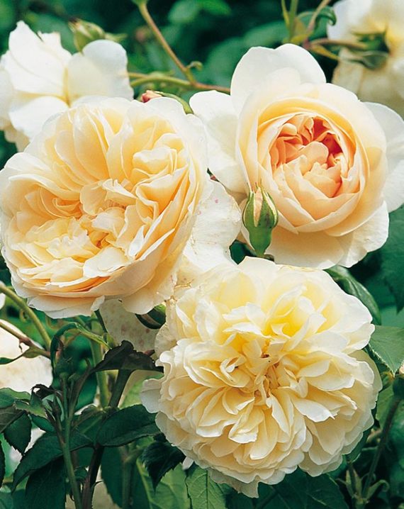 Rosal Lichfield Angel David Austin