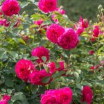 Rosal Sir John Betjeman David Austin