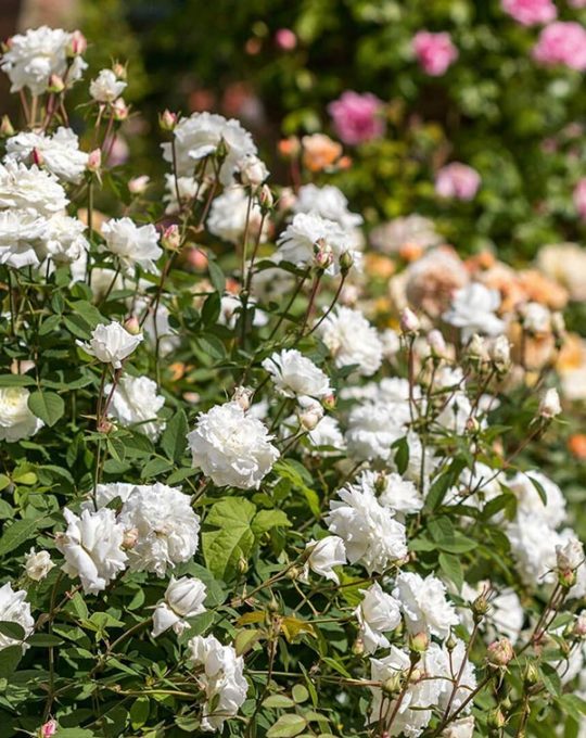 Rosal-ingles-Susan-Williams-Ellis-David-Austin02