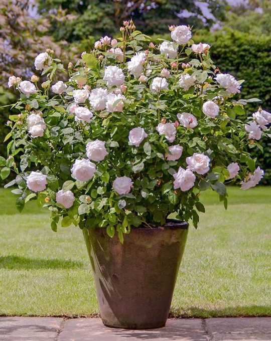 Rosal-ingles-Winchester-Cathedral-David-Austin-02