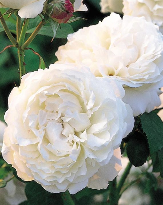 Rosal Winchester Cathedral David Austin