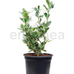 Euonymus Kathy