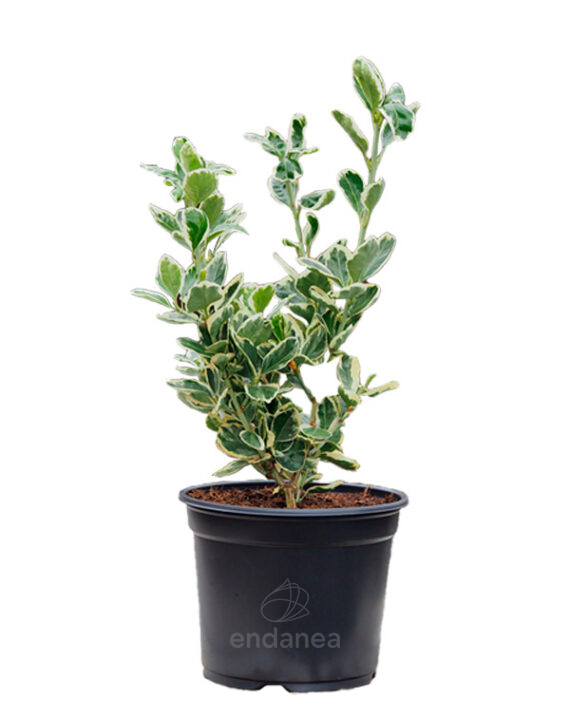 Euonymus Kathy
