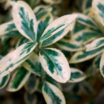 Euonymus Kathy