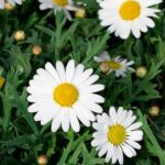 Argyranthemum Blanca Planta de Exterior