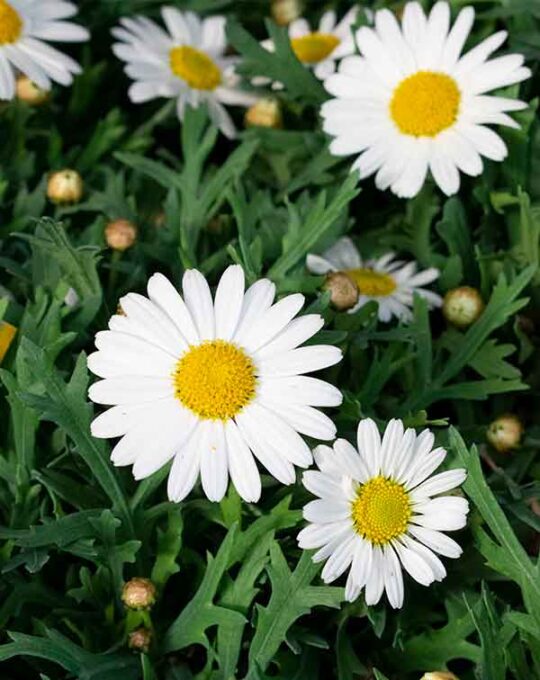 argyranthemum-planta-de-exterior-blanca
