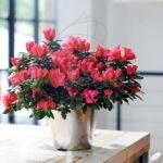 azalea japonica en maceta