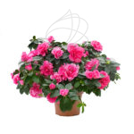 Azalea Japónica Planta de Exterior