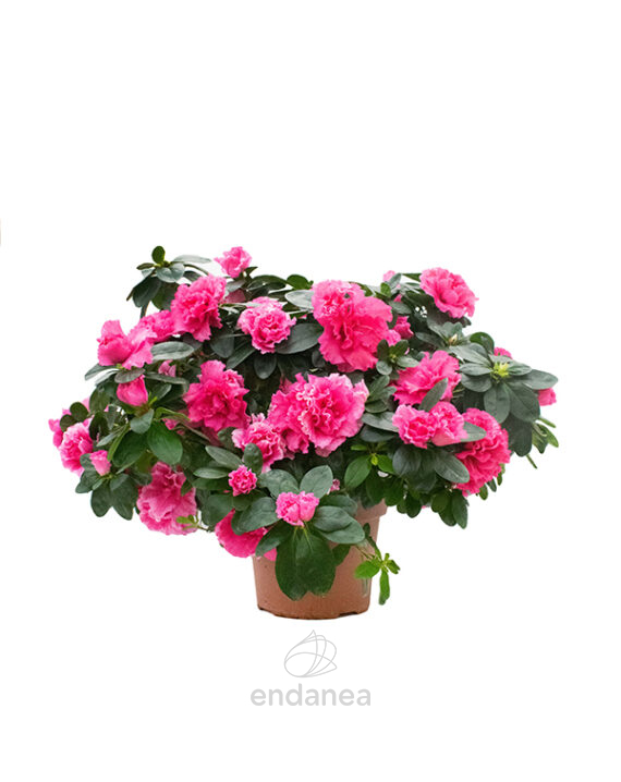 Azalea Japónica Planta de Exterior