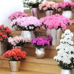 coleccion de azaleas de colores