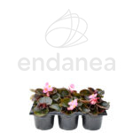 Begonia Semperflorens Km0 Hoja Roja