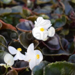 Begonia Semperflorens Km0 Hoja Roja Flor Blanca