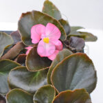 Begonia Semperflorens Km0 Hoja Roja Flor Rosa